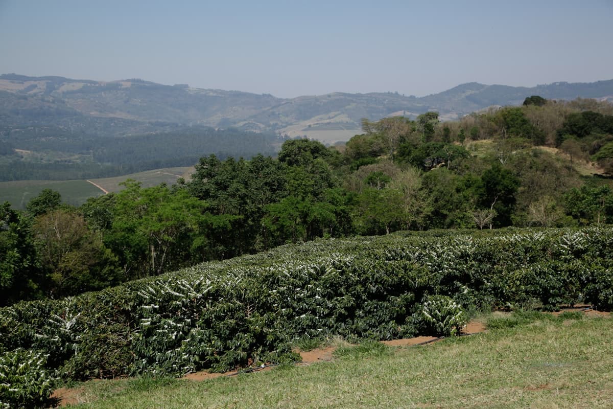 Seguro Agrícola